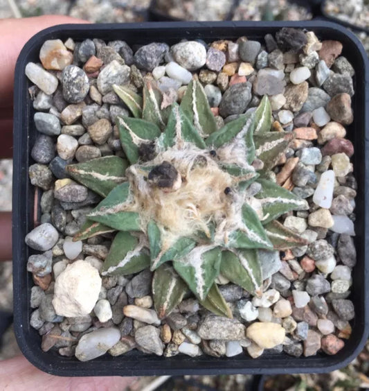 Ariocarpus retusus X kotschoubeyanus 1043 SEEDS