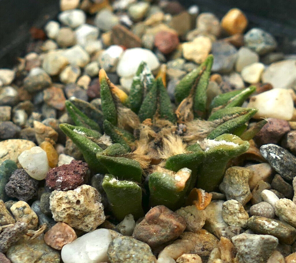 Ariocarpus kotschoubeyanus var. sladkovskyi RX1