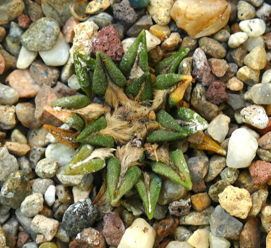 Ariocarpus kotschoubeyanus var. sladkovskyi RX1