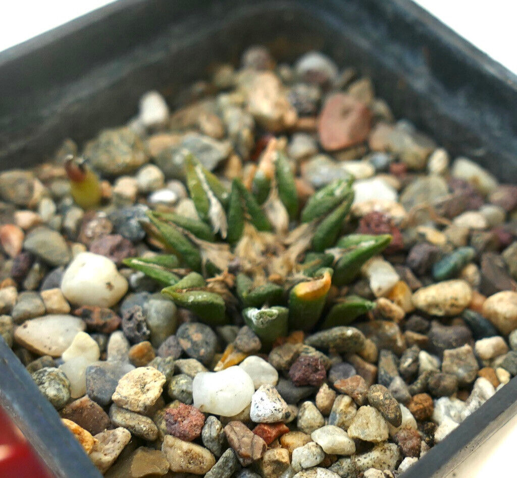 Ariocarpus kotschoubeyanus var. sladkovskyi RX1