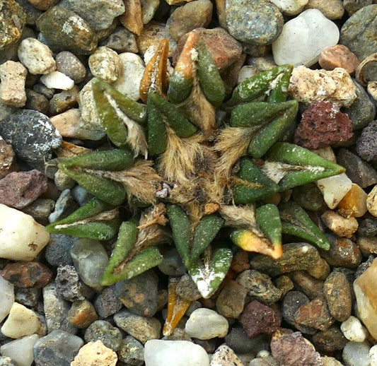 Ariocarpus kotschoubeyanus var. sladkovskyi RX1