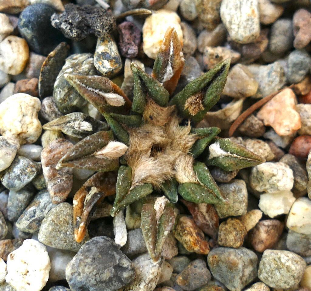 Ariocarpus kotschoubeyanus var. sladkovskyi 469