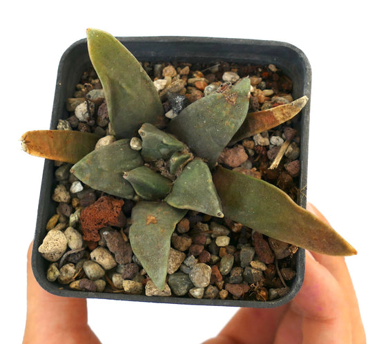 Arioocarpus retusus X Ariocarpus trigonus