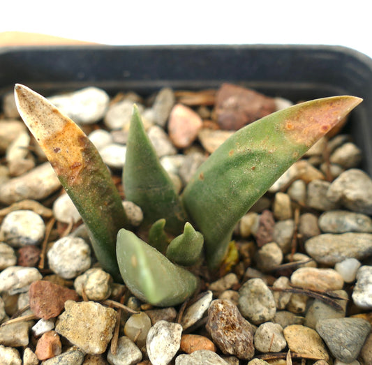 Arioocarpus retusus X Ariocarpus trigonus