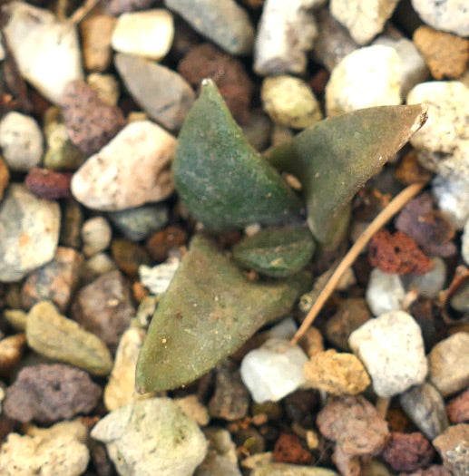 Arioocarpus retusus X Ariocarpus trigonus