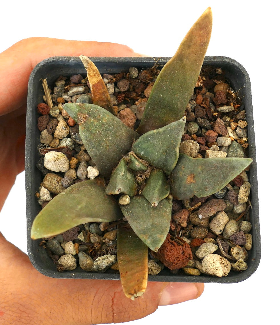 Arioocarpus retusus X Ariocarpus trigonus