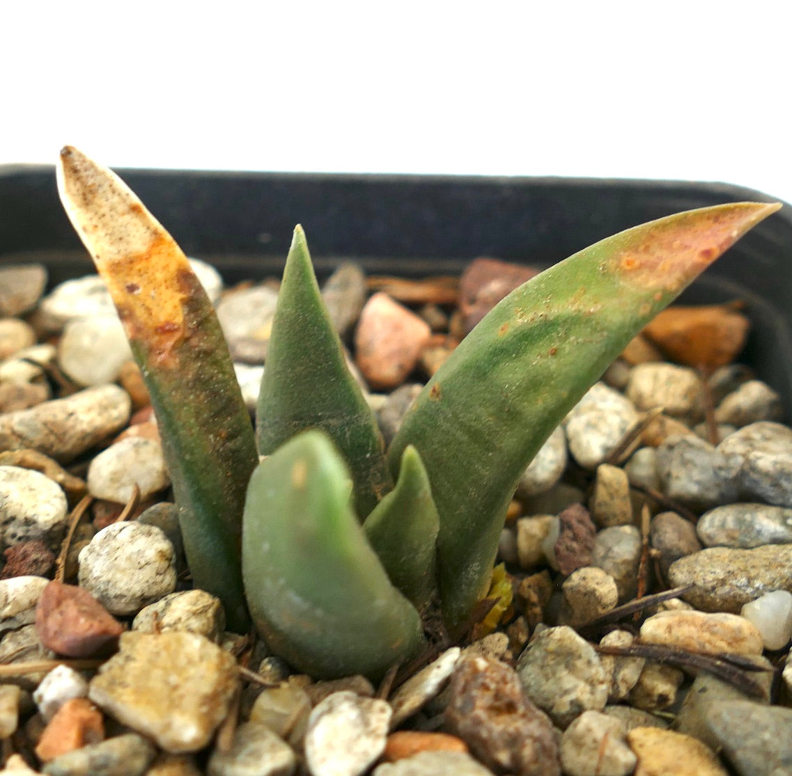 Arioocarpus retusus X Ariocarpus trigonus