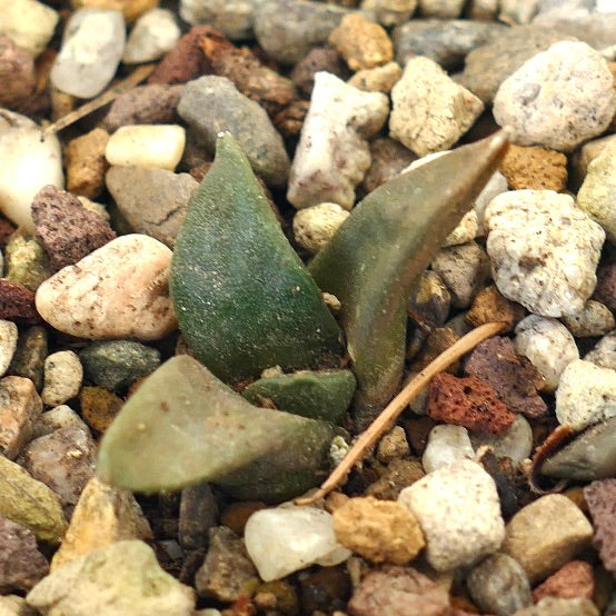 Arioocarpus retusus X Ariocarpus trigonus