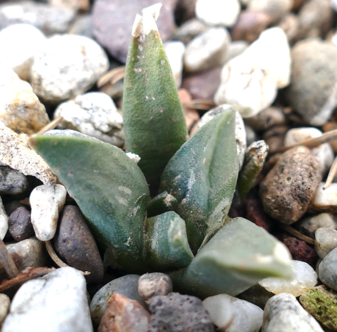 Arioocarpus retusus X Ariocarpus trigonus