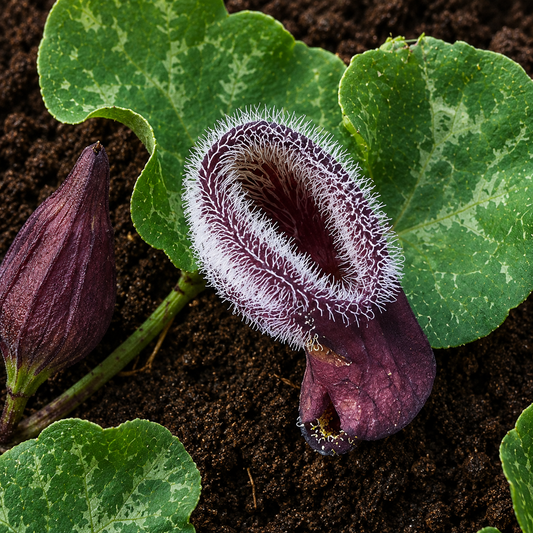 Aristolochia chilensis ZADEN