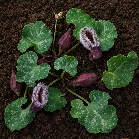 Aristolochia chilensis ZADEN
