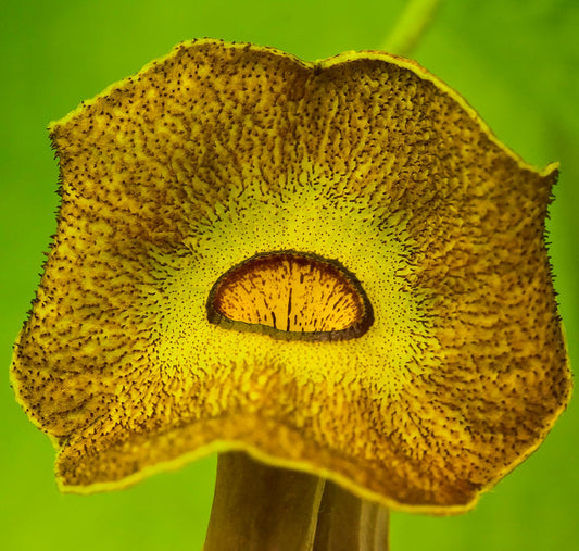 Aristolochia durior close-up of yellow-brown speckled unique flower structure