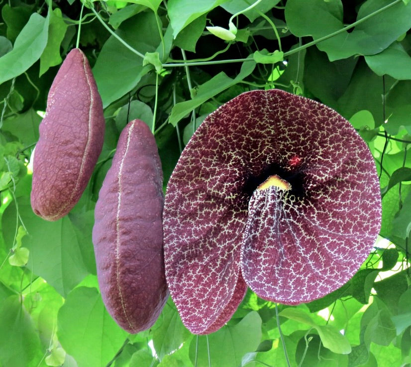 Aristolochia gigantea