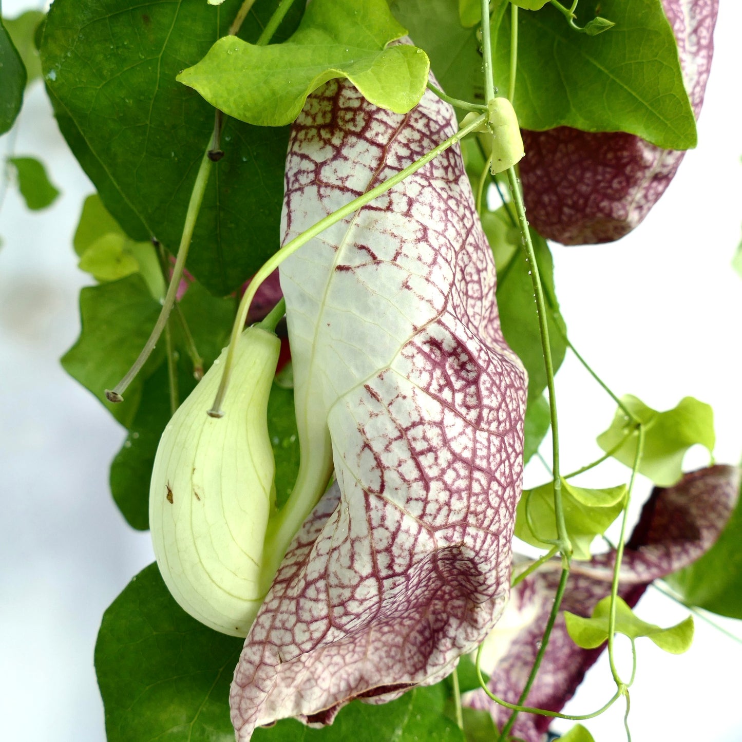 Aristolochia gigantea