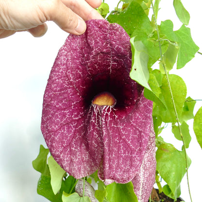 Aristolochia gigantea