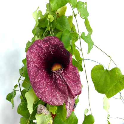 Aristolochia gigantea