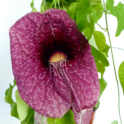 Aristolochia gigantea