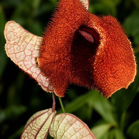 Aristolochia gorgona zeldzame tropische bloem met getextureerde roodbruine bloemblaadjes en geaderde bleke schutbladen