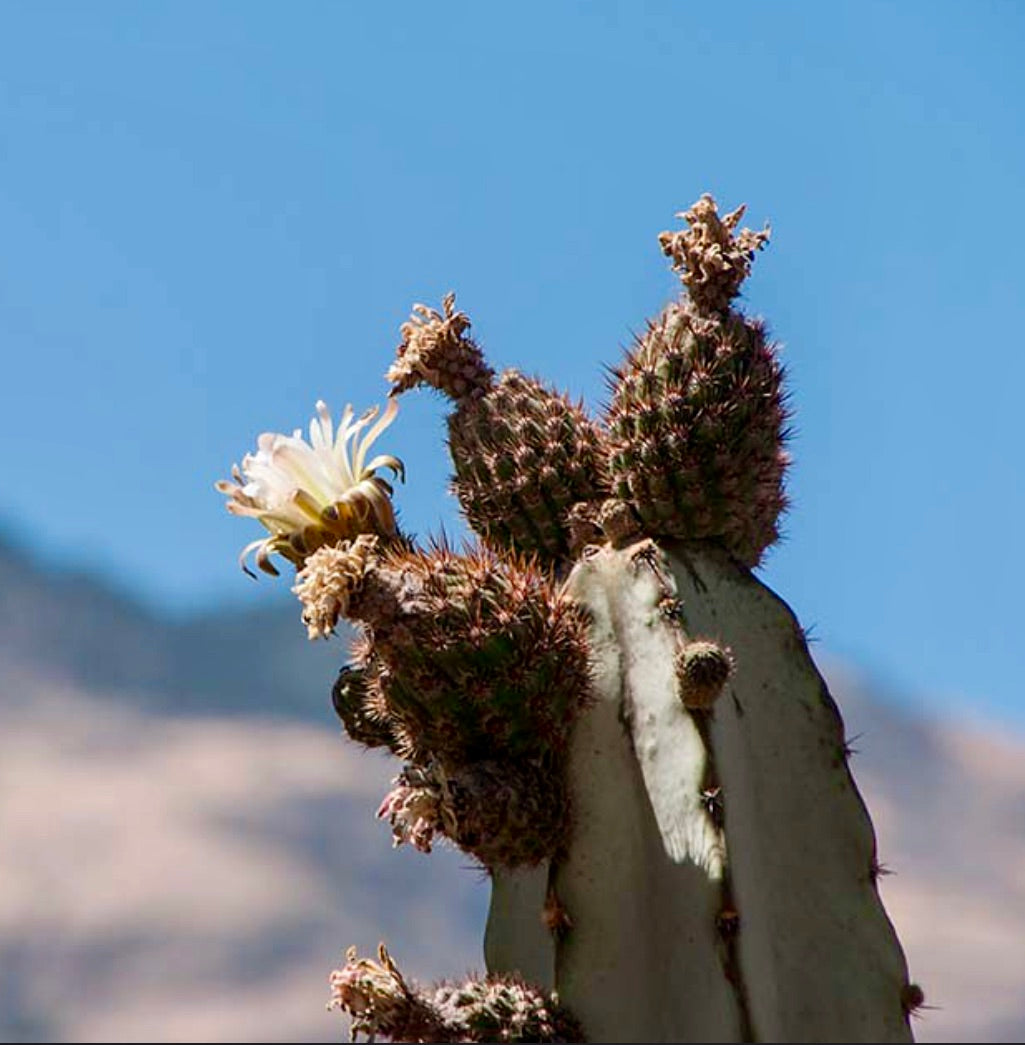 Armatocereus mataranus SEEDS