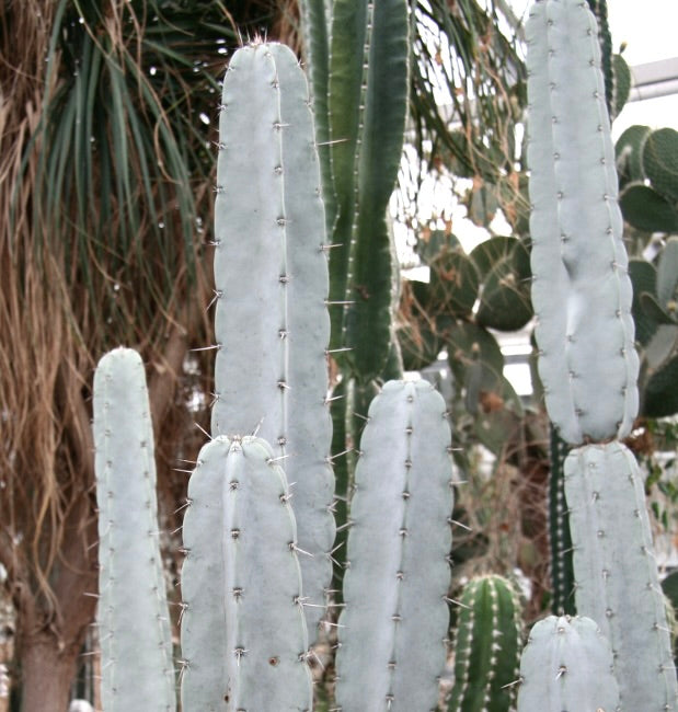 Armatocereus laetus hoge blauwgroene vetplantachtige cactus met opvallende stekels en geribbelde stengels