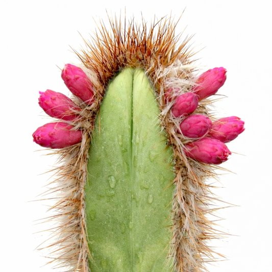 Arrojadoa brauniorum SEEDS