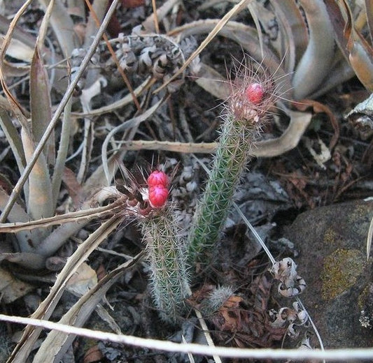 Arrojadoa heimenii SEEDS