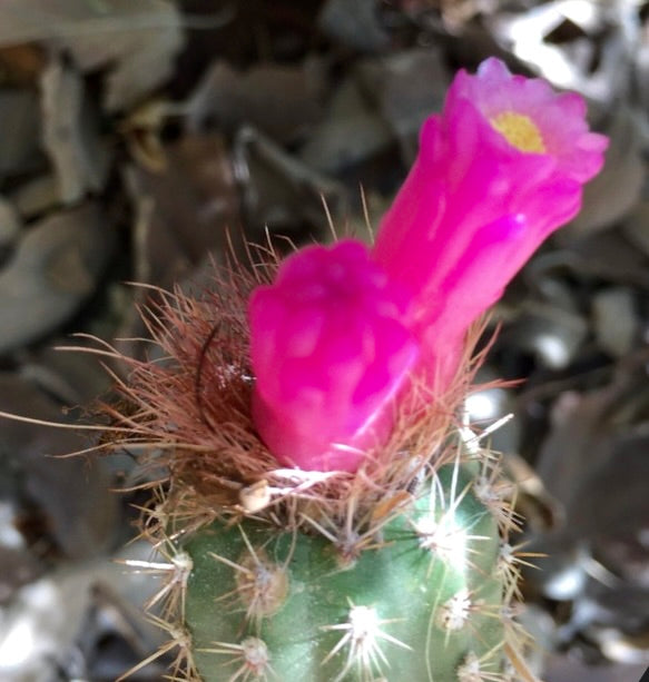 Arrojadoa horstiana cactus with bright pink tubular flower and sharp spines