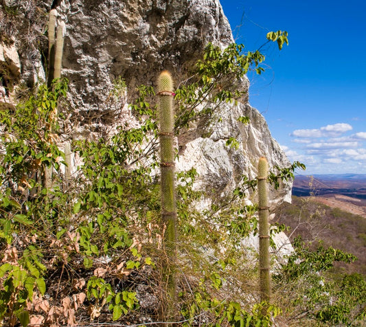 Arrojadoa marylanae tall slender cactus with dense golden spines in rocky habitat