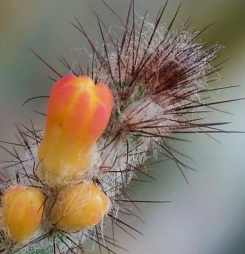 Arrojadoa multiflora cactus with yellow-orange tubular flowers and sharp spines close-up