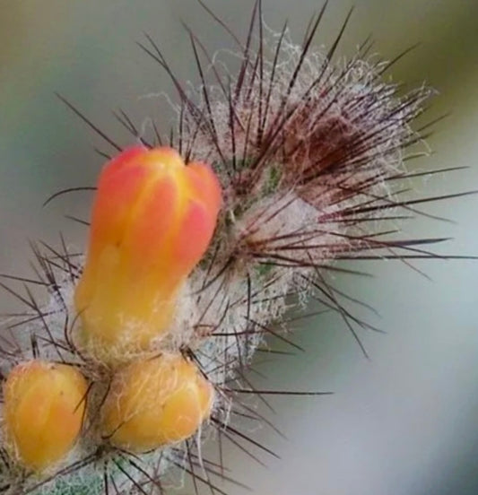 Arrojadoa multiflora cactus with yellow-orange tubular flowers and sharp spines close-up