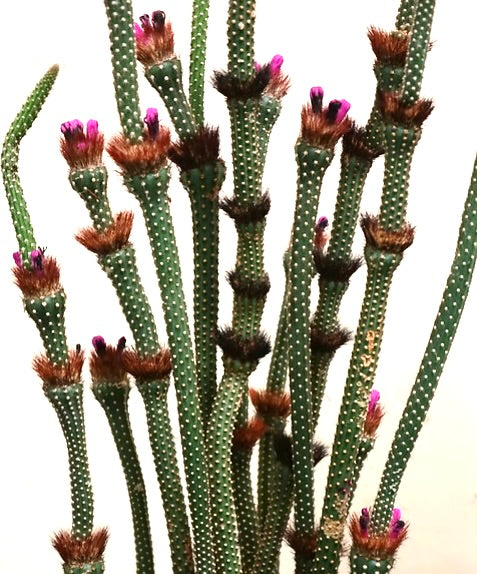 Arrojadoa penicillata rare slender cactus with pink flowers and white spines