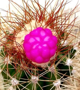 Arrojadoa rhodantha cactus with bright pink fruit and long reddish spines