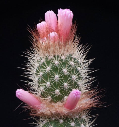 Arrojadoa rhodantha SAMEN