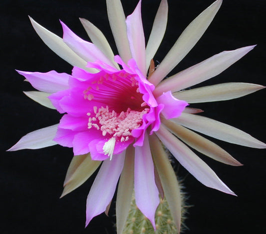 Arthrocereus rondonianus HU260 SEEDS