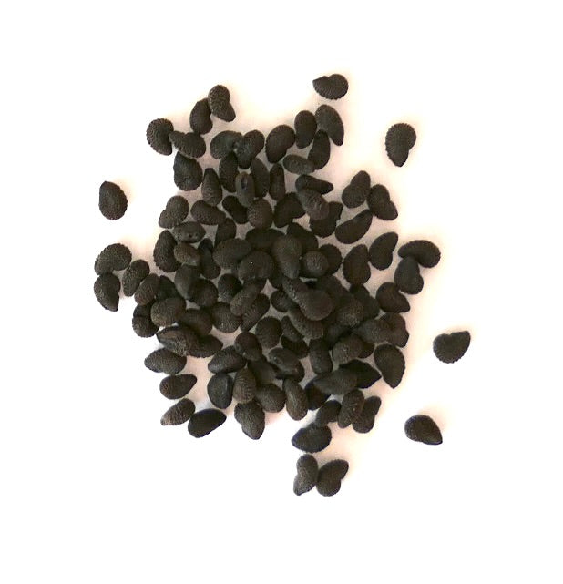 Black seeds of Arthrocereus rondonianus HU260 on a white surface