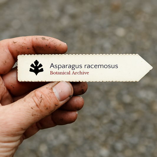 Gedrukt plantlabel voor Asparagus racemosus dat buiten door een vuile hand wordt vastgehouden