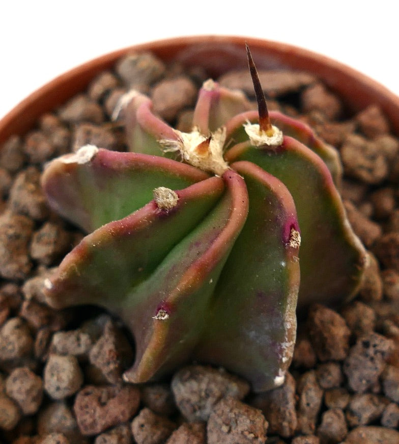 Astrophytum buffalo succulent cactus with ribbed green and reddish edges and central spine