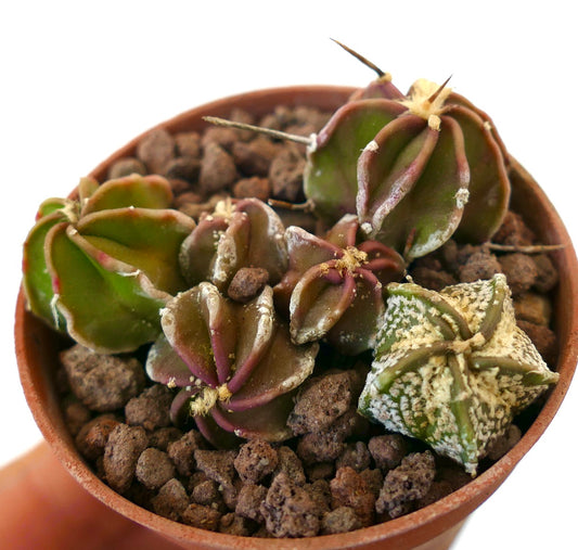 Astrophytum HYBRIDS small succulent cactus seedlings with star-shaped and ribbed bodies in pot