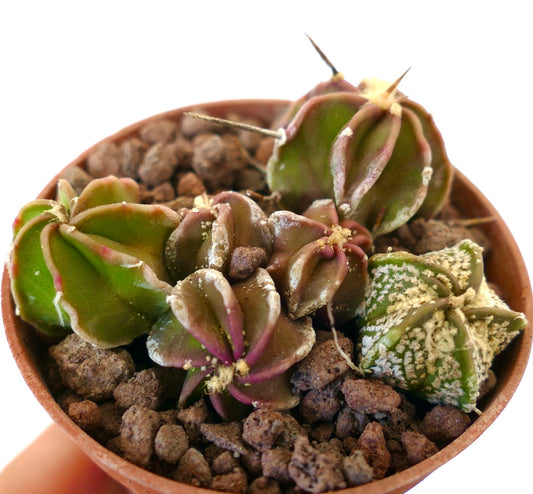 Astrophytum HYBRIDS small succulent cactus seedlings with spines and textured surface in pot