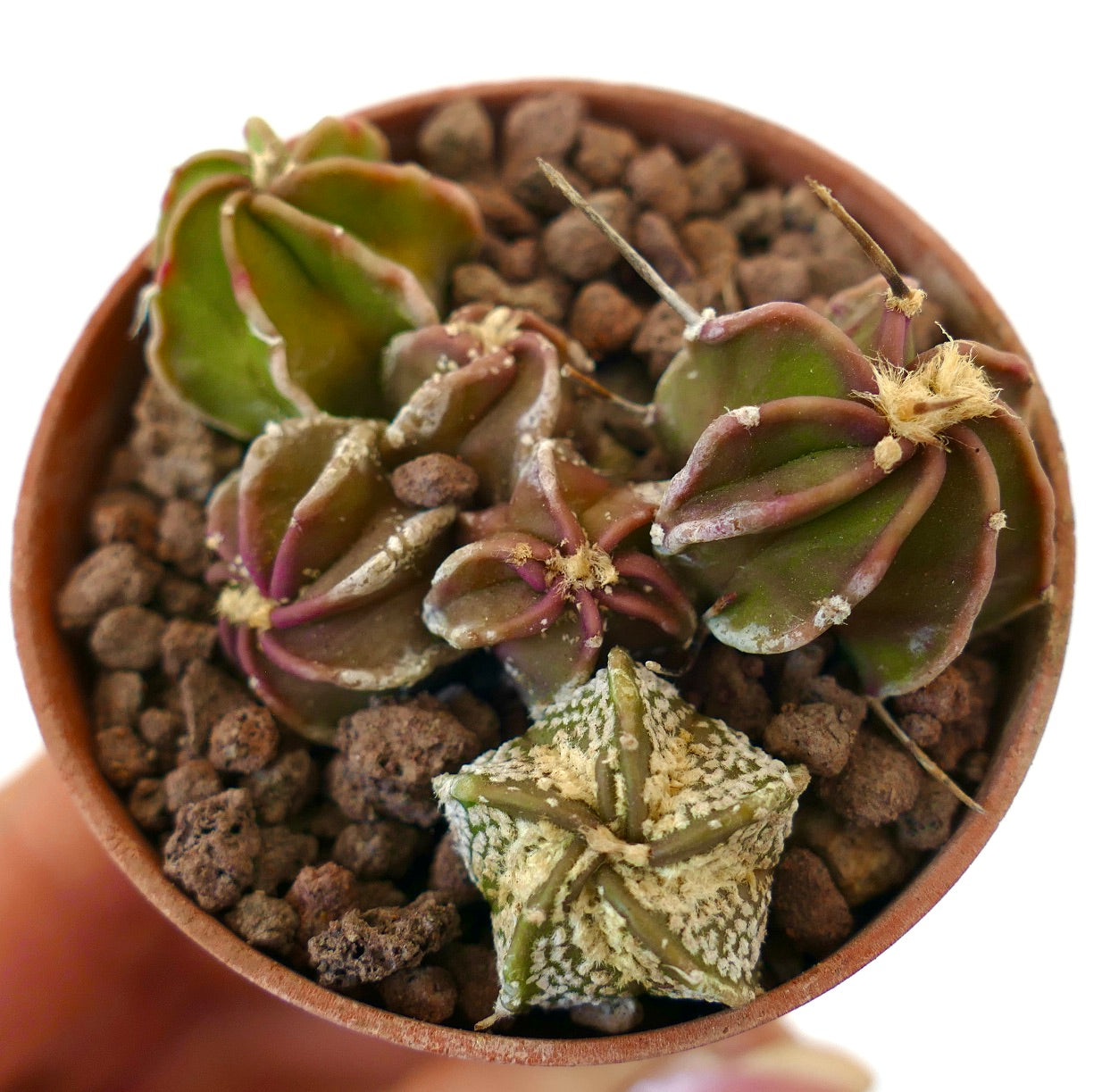 Plántulas pequeñas de cactus suculentos híbridos Astrophytum con cuerpos verdes texturizados y acanalados en maceta