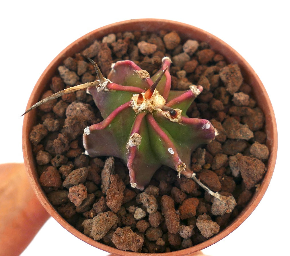 Astrophytum NUDUM succulent cactus with green and purple star-shaped body and long spines