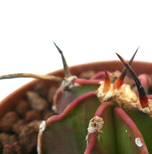 Astrophytum NUDUM succulent cactus with prominent reddish spines and green ribbed body