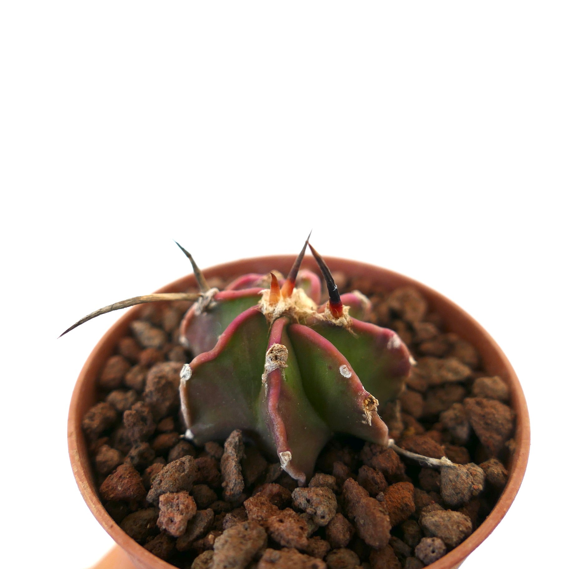 Astrophytum nudum succulent cactus with dark spines and reddish-green ribbed body in pot