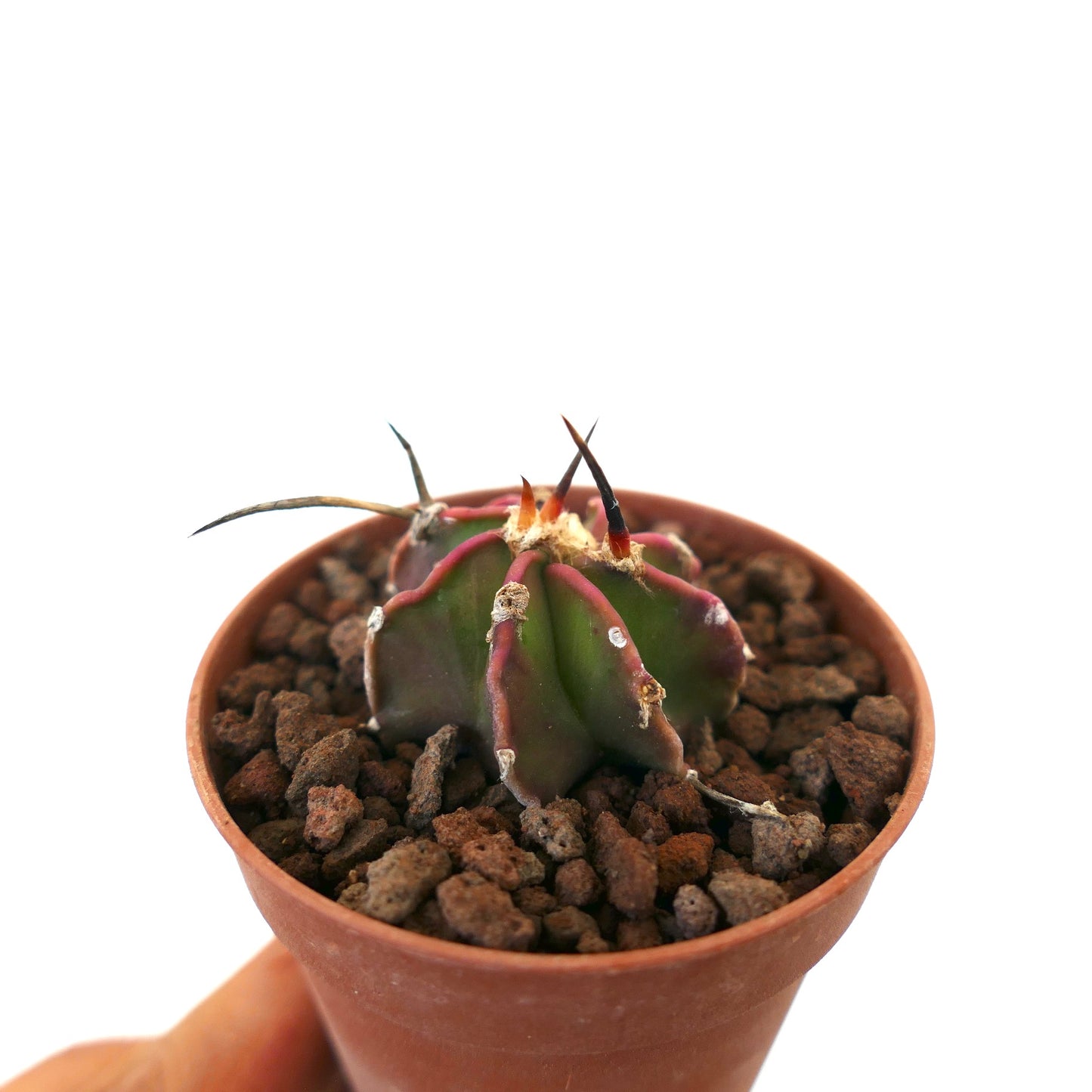 Astrophytum NUDUM succulent cactus with dark spines and ribbed green body in small pot