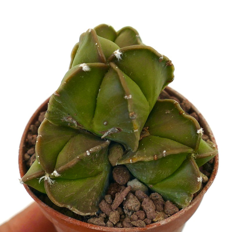 Astrophytum NUDUM cactus succulento con più germogli verdi e piccole areole bianche