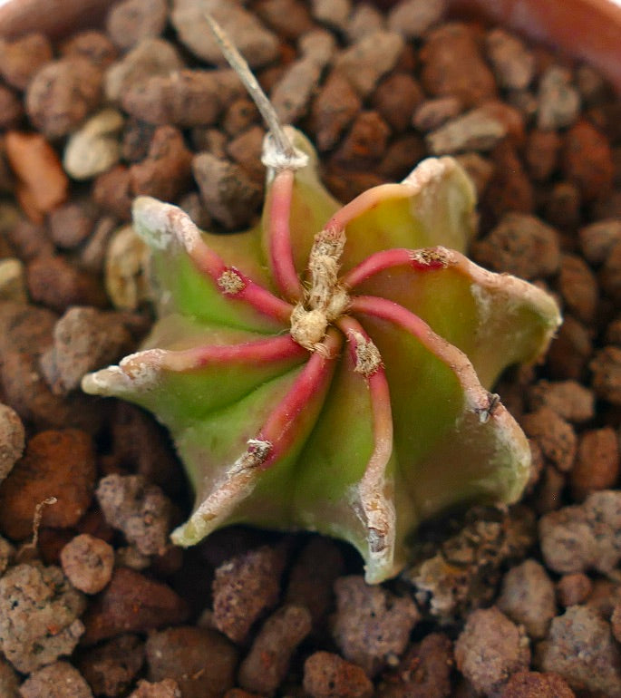 Astrophytum NUDUM RED APEX cv rare small succulent cactus with red ridges and green body