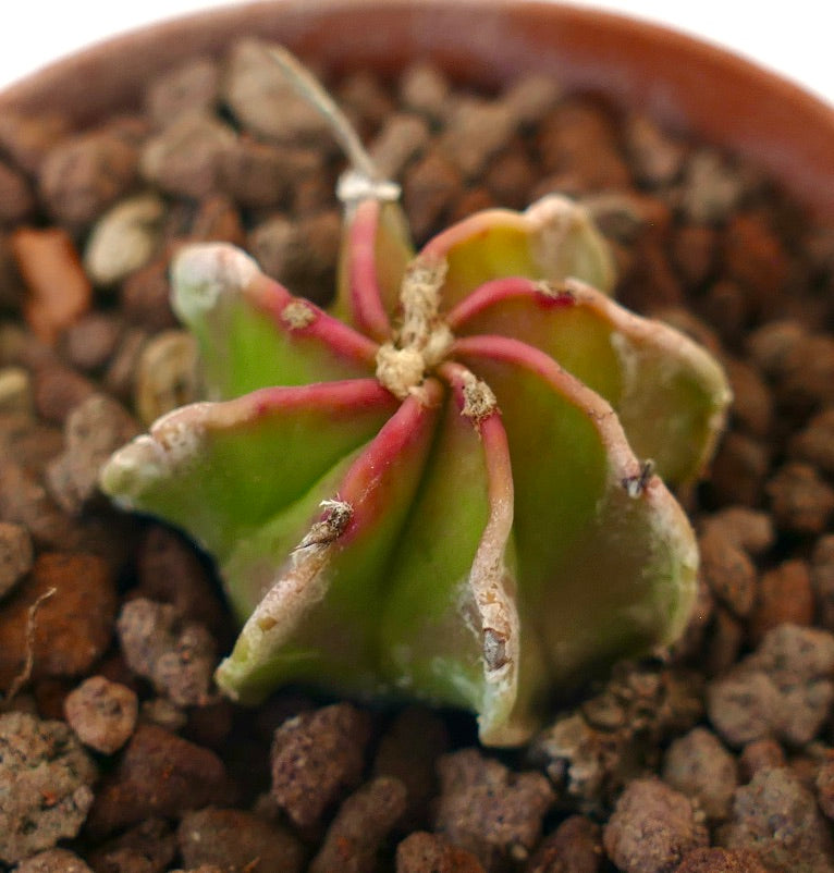 Astrophytum NUDUM red-tipped succulent cactus with ribbed, star-shaped body in rocky soil