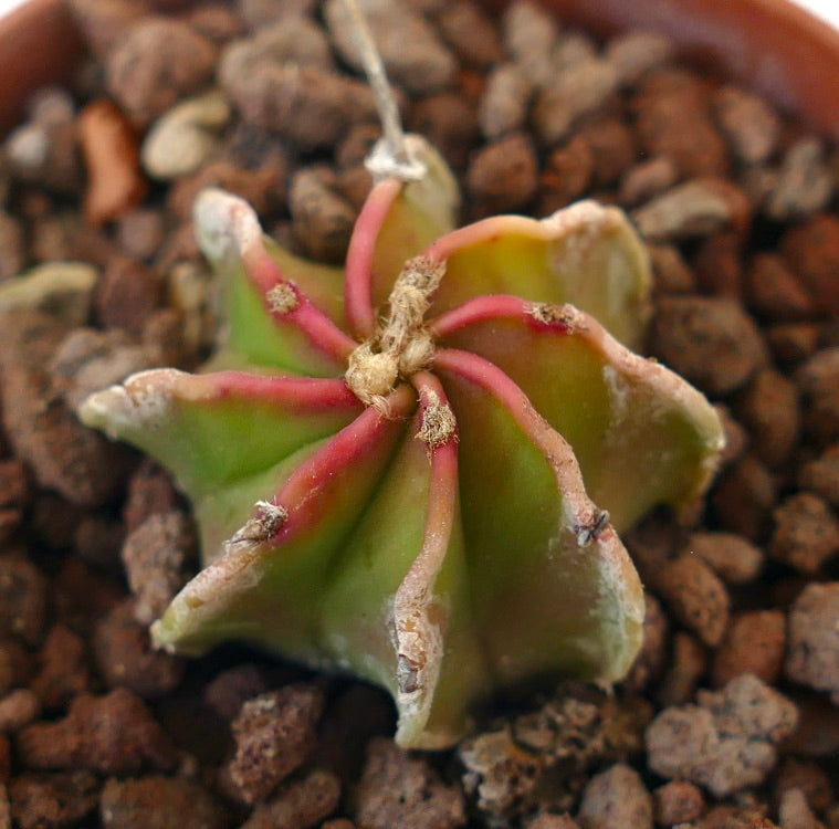 Astrophytum NUDUM RED APEX cv BUFFALO W8 rare succulent cactus with red-tipped ribs and textured surface