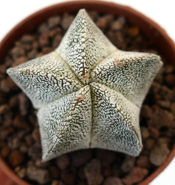Astrophytum rare succulent cactus with white speckled star-shaped body and textured surface