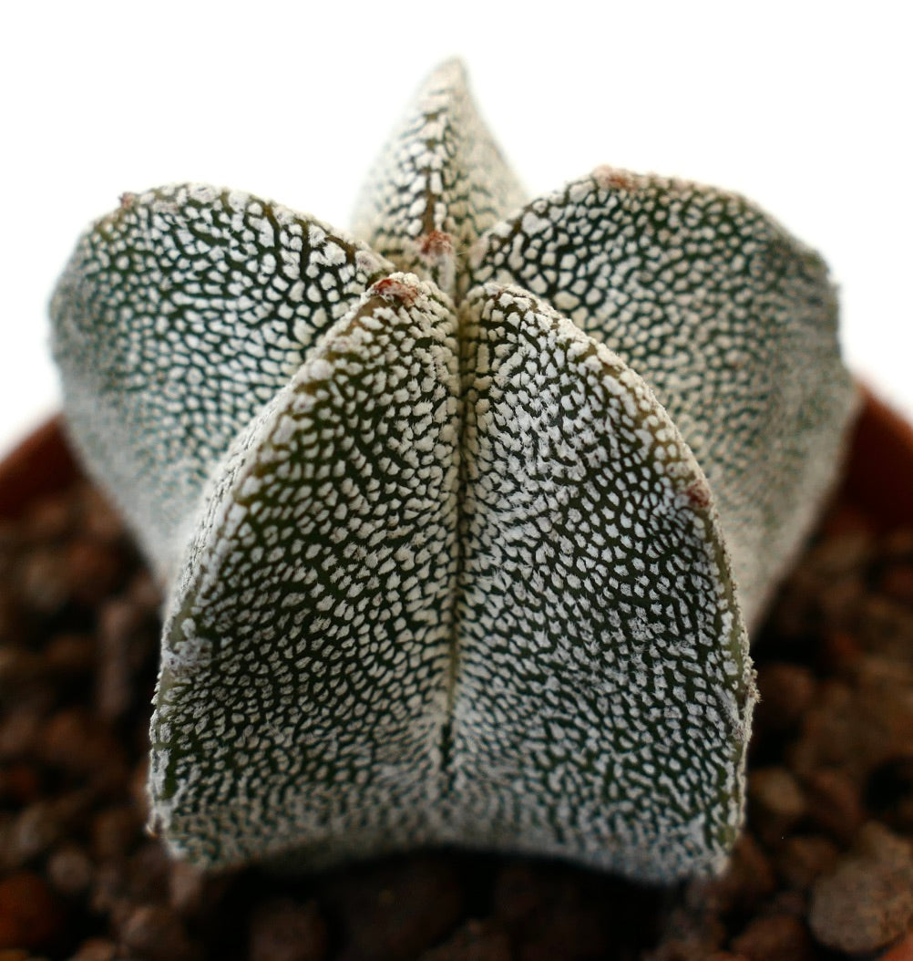 Astrophytum onzuka rare succulent cactus with white speckled star-shaped body
